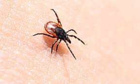 Apparently his company has been inundated with work orders due to mosquitoes and worries about the west nile virus. Top 10 Best Pest Exterminators In Venus Tx Angi