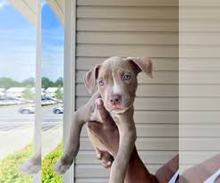 We are located on 17 acres in central nc, about 10 minutes southeast of raleigh. Verified Dog Breeders Near Raleigh North Carolina Usa Page 1 10 Per Page Puppyfinder Com