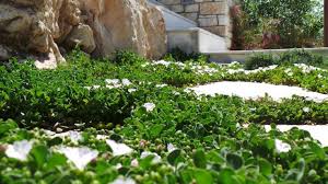 Image result for Falkia