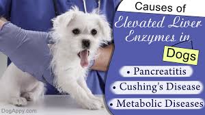 elevated liver enzymes in dogs