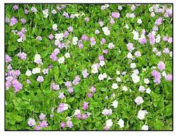 Image result for Asystasia