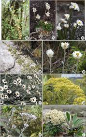 Image result for Helichrysum whyteanum