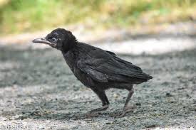 Crows are known for being scavengers and eat both live and dead animals. Help I Ve Found A Baby Crow