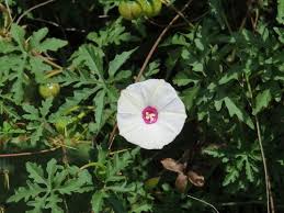 Image result for Dicoma arenaria