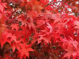 Complex system thinking approach to urban greenery planning and design