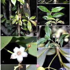 Image result for Fimbristylis scabrida