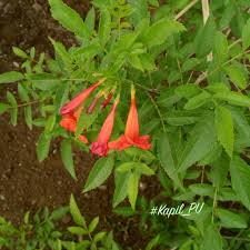 Image result for Haumaniastrum