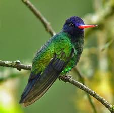Pin On Hummingbirds
