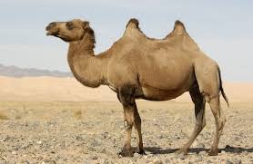 What do you call a monkey who loves chips? 3 Humped Camel Joke Jokes Wall