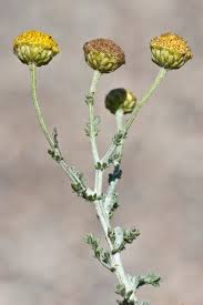 Image result for Pentzia incana