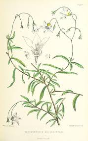 Image result for Wahlenbergia ericoidella