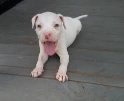 Our white pitbull puppies are descendants of champion, purple ribbon, and grand champions. White Pit Bull Puppies Pictures Of White Pit Bull Puppies