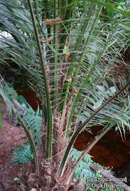 Image result for Elaeis guineensis