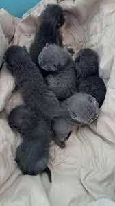 Unless you are showing your british, the coat will not need regular shampooing but will require grooming during the moulting seasons to remove loose hairs from the. British Shorthair Kitten For Sale Shopee Malaysia