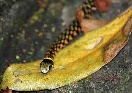 台灣赤煉蛇 rhabdophis tigrina formosana taiwan reptiles snake wildlife