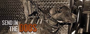 Hard core hog dogs vest order yours @ www.hardcorehogdogs.com hog, dog, boar, wild boar hunting, hog hunting supplies, hunting gear, hunting hog hunting with dogs: Hog Hunting With Dogs In Oklahoma At No Mercy Hunting Services L L C