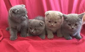 scottish fold fiyatlari scottish fold yavru kediler kedi