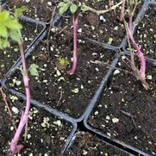 We are currently selling plants on the terrace on monday, wednesday, and friday from 10:00am to 2:00pm. Clematis Charmaine