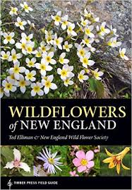Image result for fall wildflowers in New England