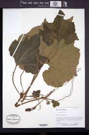 Image result for Bambekea racemosa