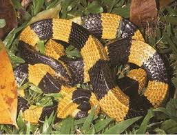 Below is a list of fatal snakebites that occurred in australia. Asian Snakes Springerlink