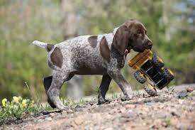 Meet dog breeder cathy iacopelli and her german shorthaired pointers. Puppies Sharp Shooter S Kennel