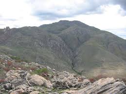 Image result for Scleria lateritica