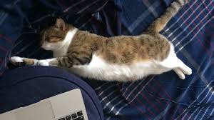 When your cat is snoozing, this typically lasts fifteen to thirty minutes at most. Why Does My Cat Sleep On Me When I M Sick Does My Cat Know I M Feeling Ill