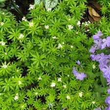 Image result for Galium