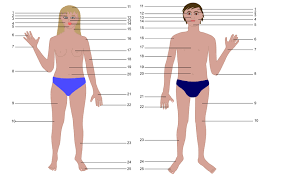 It is composed of many different types of cells that together create tissues and subsequently organ systems. Human Body Man And Woman With Numbers Openclipart