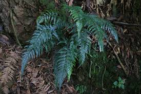 Image result for Rumohra adiantiformis