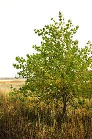 We did not find results for: Catalpa Worms And Parasitic Wasps