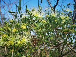 Image result for Syncolostemon canescens