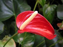 Rosa rossa arancio fiore botanico floreale. Anthurium Detto Anche Anturio Consigli Coltivazione Cura