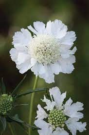 Pin On Garden