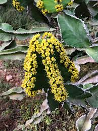 Image result for Lopholaena sp.no.1