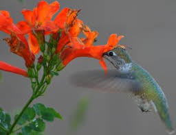 Maybe you would like to learn more about one of these? Hummingbird Flowers Hummingbird Garden Plants