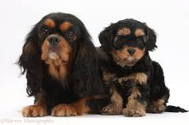 Black And Tan Cavapoo Dogs Black And Tan King Charles And Cavapoo Pup Photo King Charles Cavalier Spaniel Puppy Cavalier King Charles Dog Cavalier King Charles Spaniel