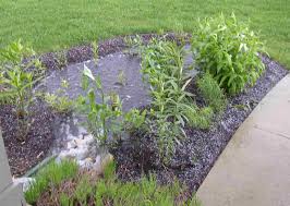 Rain Garden Rain Garden Design Rain Garden Plants