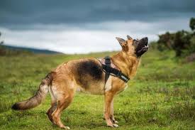 En İyi Koruma Köpekleri - canlilar.net