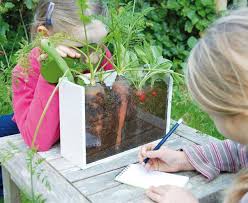Wurzelsichthaus Kinder Garten Pflanzen Gartenpflanzen