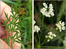 Image result for Galiniera saxifraga