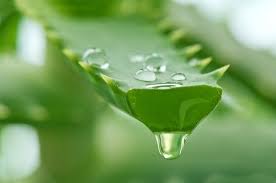 Maschere Per Capelli Ricche Di Proteine Vivere Piu Sani Aloe Vera Sukkulenter Sunt Har