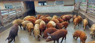 Porci mangalita si metis de mangalita cu mistret. Porci De Carne Din Rasa Mangalita Startseite Facebook