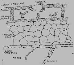 Regional growth rate differences specified by apical notch activities regulate liverwort. Exe