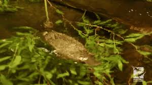 The best gifs of perry the platypus on the gifer website. Baby Platypus Gif Images Slike