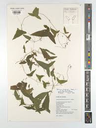 Image result for Zehneria tridactyla