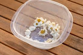 Image result for Pyrethrin