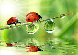 Kumbang ladybird clip art menggambar vektor. Mascot Agrobank