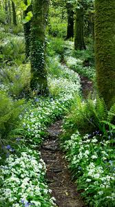The Earth Is My Temple Plant Tree Seed Forest Garden Woodland Garden Garden Paths